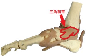 右足関節内側　三角靱帯