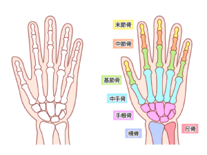 手の骨の分類イラスト